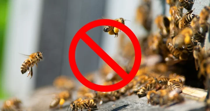 how-to-get-rid-of-bees