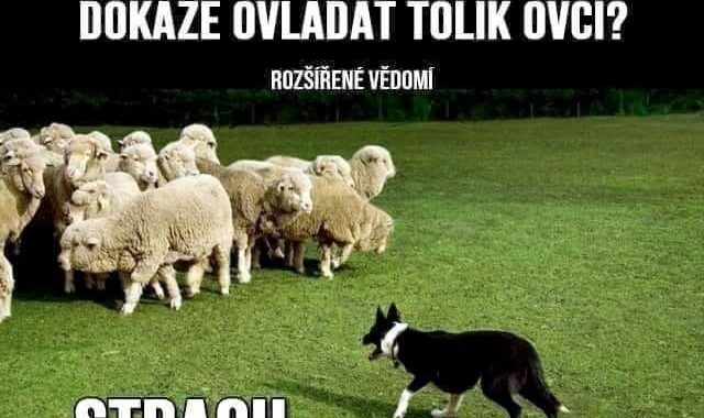 strach-maly-pes-ovlada-stado-ovci