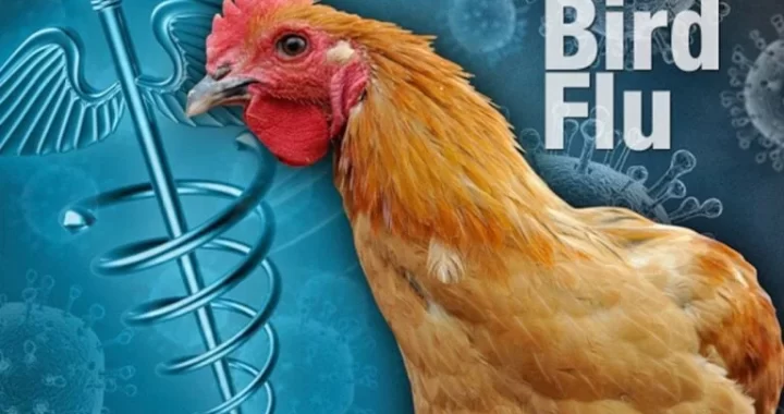 Bird-Flu